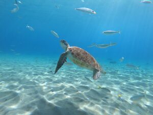 Turtle at Wasini Marine Park