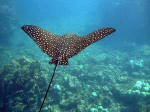 Ray at Wasini Marine Park